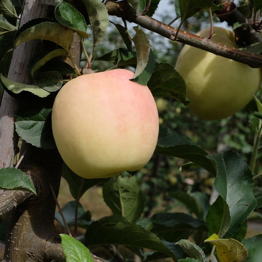 国货新品种瑞阳瑞雪双色苹果匠人20年研发脆甜多汁
