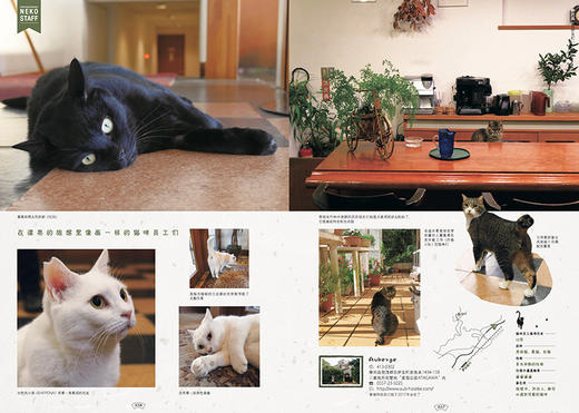 喵~欢迎来到日本的猫咪旅馆 商品图1