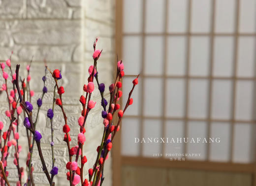 【 AB级银柳.都在这】10支/份.长约60-70cm（买两份送白色小花瓶1个） 商品图4