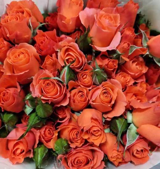 多头玫瑰多橙
