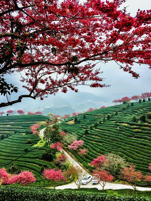 客家春韵・民俗盛宴：闹春田、走古事、游大龙、培田古村、长汀古城、永福樱花、丁屋岭古村8天 商品图5