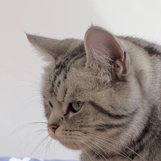 大宝儿 商品图1