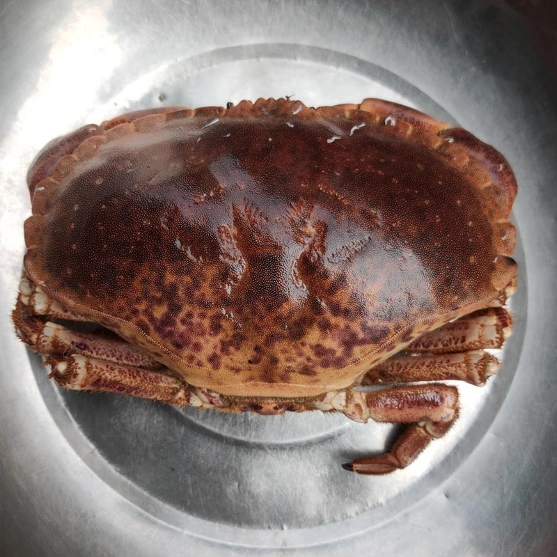 鲜活面包蟹一只约1.6-1.7斤左右