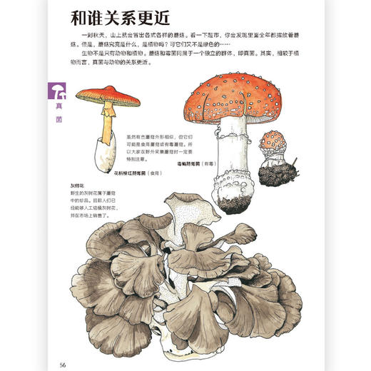 餐桌上的生物进化 博物学家盛口满作品 培养孩子的观察思考能力 科普生物图鉴书籍，浪花朵朵 后浪出版 商品图2