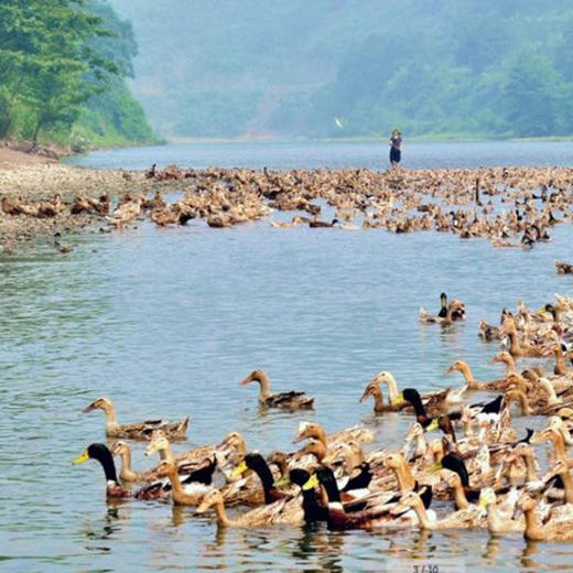 【贵州扶贫】蚂蚁兄弟黔东南三穗麻鸭2斤左右  农家散养 商品图2