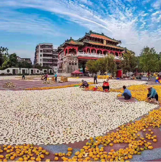 *自营*新会五年陈皮品鉴版 | 传统生晒 自然陈化#道地广东新会，道地陈#十五年 商品图4