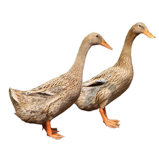 贵州扶贫黔东南三穗麻鸭农家散养