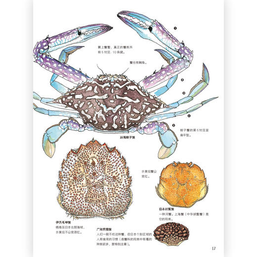 餐桌上的生物进化 博物学家盛口满作品 培养孩子的观察思考能力 科普生物图鉴书籍，浪花朵朵 后浪出版 商品图1