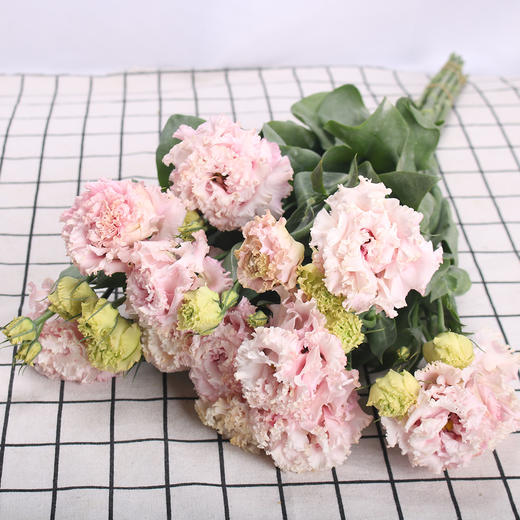 洋桔梗·钢丝球