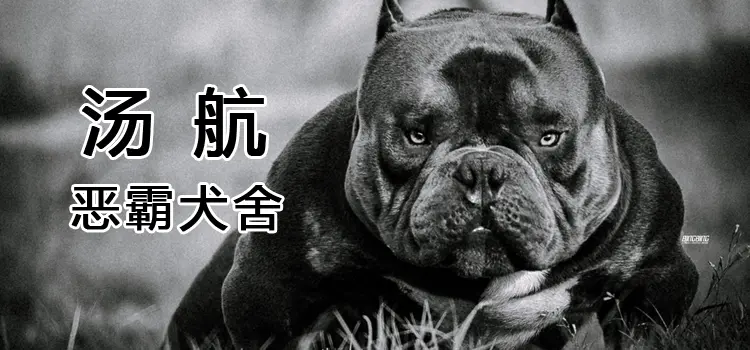 汤航恶霸犬舍