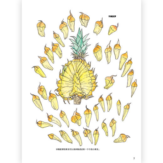 蔬菜的植物学 盛口满的手绘自然图鉴 日本童书研究会推荐儿童插图科普百科绘本书籍，浪花朵朵 后浪出版 商品图3
