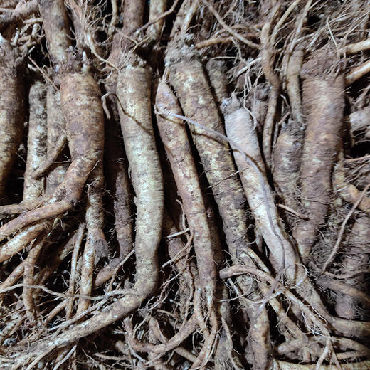 镇雄现挖新鲜党参500克带泥发货包邮