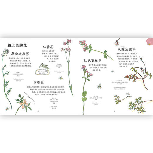 野花小指南 儿童小学生野生花卉植物百科全书大自然启蒙好奇漫画课外书科普书籍  浪花朵朵 后浪出版 商品图3