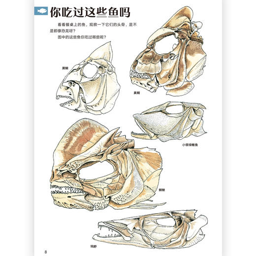 餐后骨头大考察 盛口满的手绘自然图鉴 日本童书研究会推荐儿童插图科普百科绘本书籍，浪花朵朵 后浪出版 商品图3
