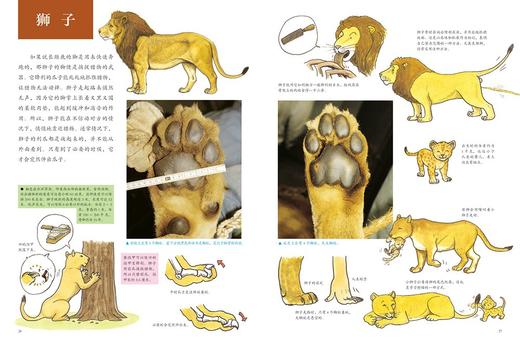 动物的身体系列之动 物的脚印精装本  儿童自然生命启蒙科普知识趣味百科全书  珍藏图鉴摄影图片集 浪花朵朵 后浪出版 商品图2