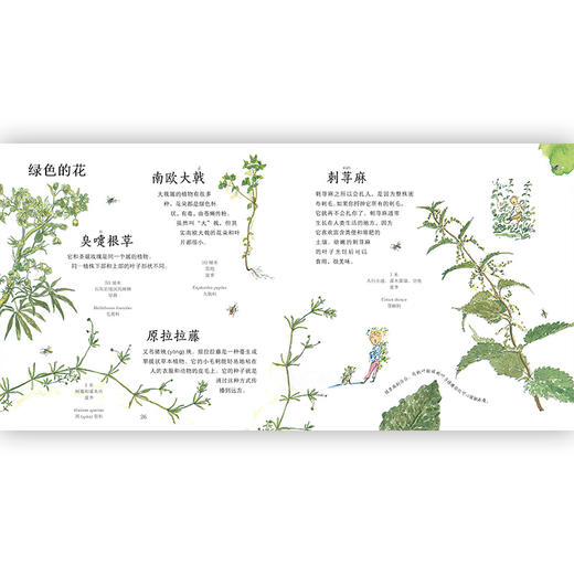 野花小指南 儿童小学生野生花卉植物百科全书大自然启蒙好奇漫画课外书科普书籍  浪花朵朵 后浪出版 商品图4
