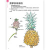 蔬菜的植物学 盛口满的手绘自然图鉴 日本童书研究会推荐儿童插图科普百科绘本书籍，浪花朵朵 后浪出版 商品缩略图2