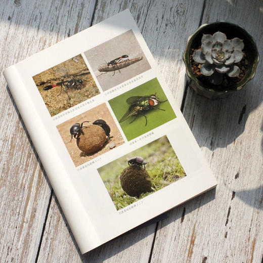 昆虫记(高清彩图版) 部编版阅读八年级上推荐必读 商品图4