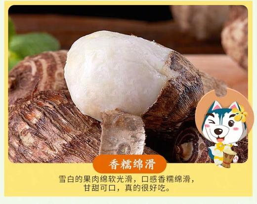 新鲜小芋头 毛芋头 软糯 2.8斤礼盒 商品图9