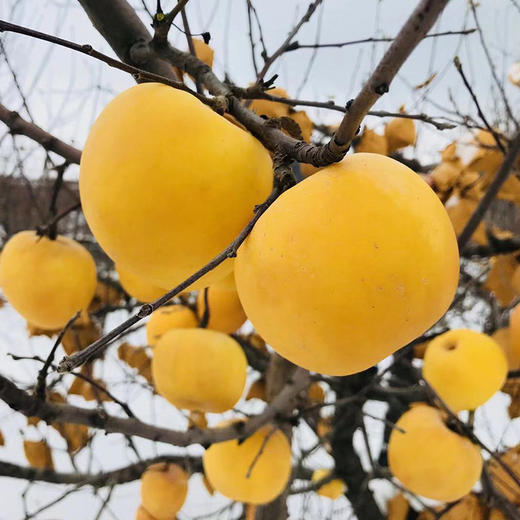 【发货时间待定】烟台黄金奶油富士苹果9枚礼盒装 商品图4