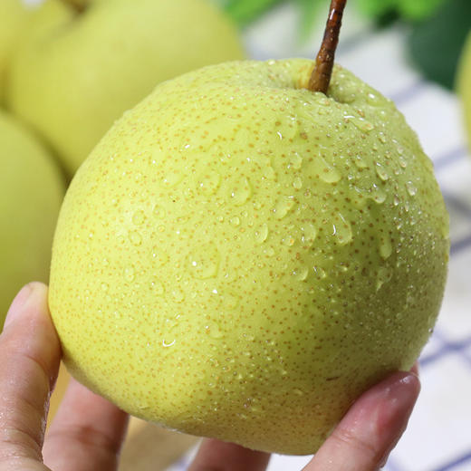 新疆贡梨母梨水分十足美味健康10斤