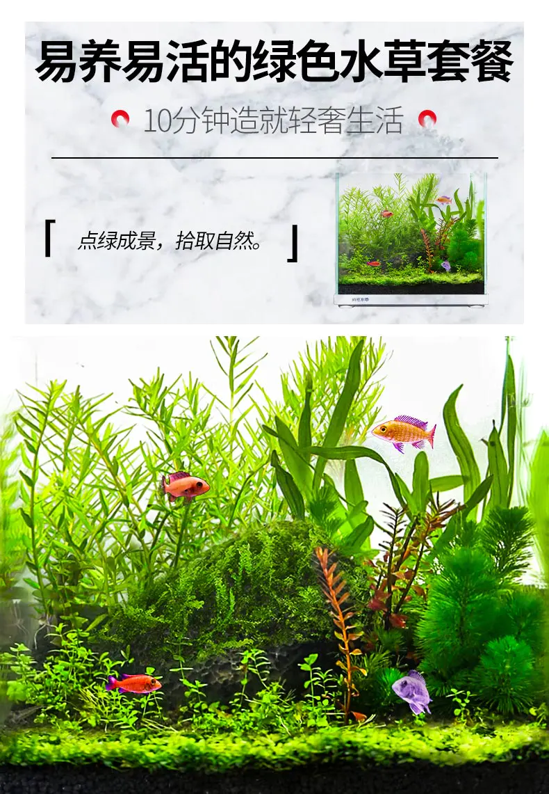 活体水草套餐鱼缸造景生态植物套餐 活体水草套餐鱼缸造景生态植物套餐