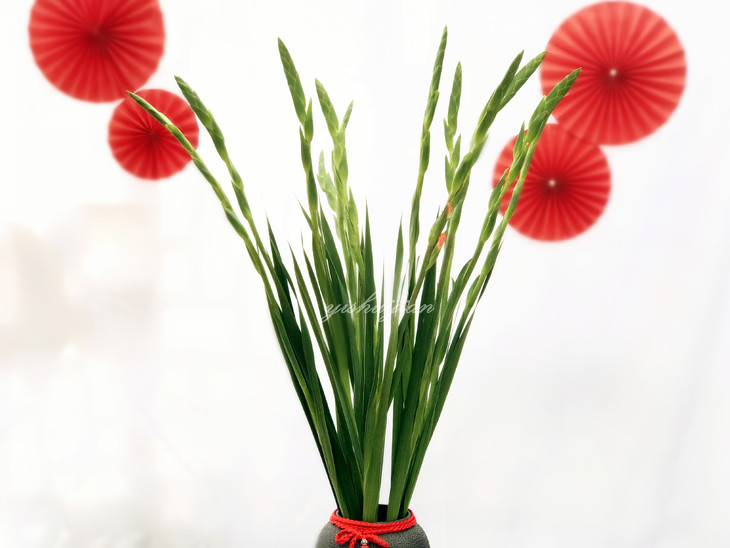 瓶插花||唐菖蒲(剑兰)