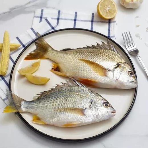 冰鲜黄翅鱼 /条 商品图1