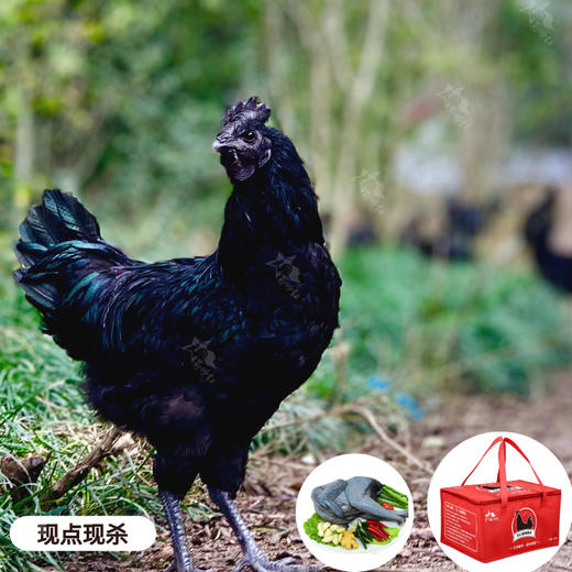 万源旧院黑鸡3斤(10月龄)