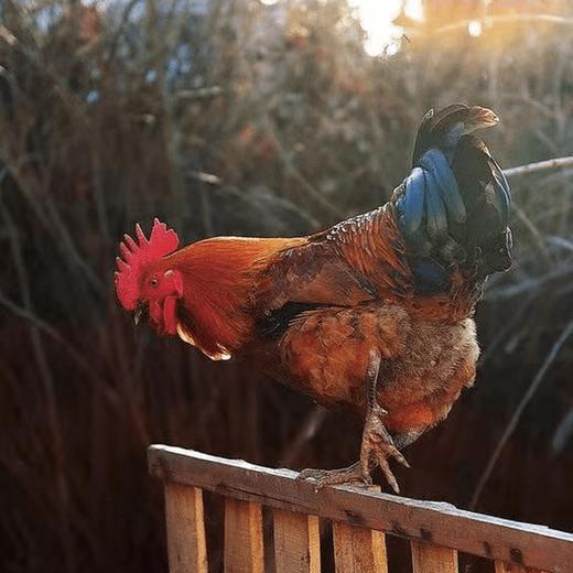 【伟诗优选 | 跑山小笨鸡】生态慢养 高山野放 肉质鲜美 养生健康！ 商品图0