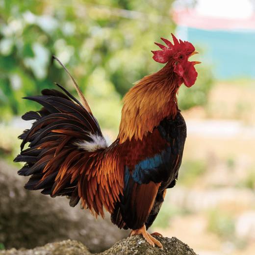 【伟诗优选 | 跑山小笨鸡】生态慢养 高山野放 肉质鲜美 养生健康！ 商品图1