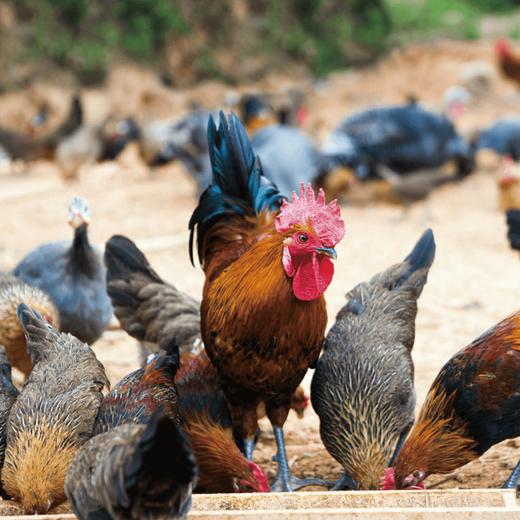 【伟诗优选 | 跑山小笨鸡】生态慢养 高山野放 肉质鲜美 养生健康！ 商品图2