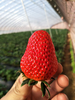 丹东东港玖玖草莓（产地直发） 商品缩略图8