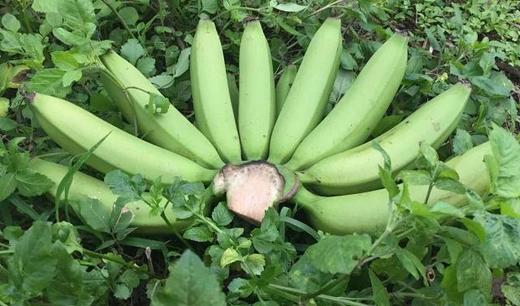 福建南靖生态香蕉【包邮】 我能想到最浪漫的事 | 就是和你一起慢慢变黄 商品图4