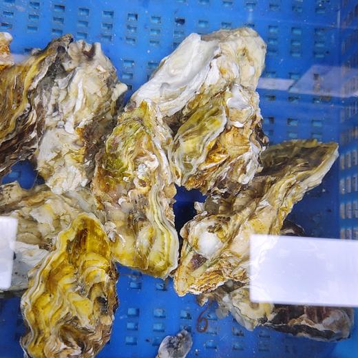 鲜活乳山生蚝 /个 商品图2