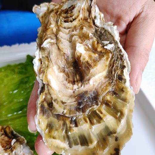 鲜活乳山生蚝 /个 商品图4