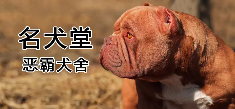 名犬堂恶霸犬舍