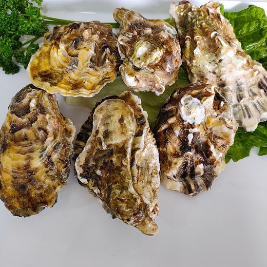 鲜活乳山生蚝 /个 商品图3