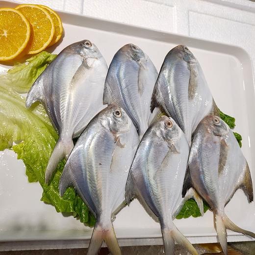 冰鲜大白鲳 /条 商品图4