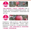 现货新疆阿克苏苹果 净寄外地运费自付重10斤 商品缩略图2