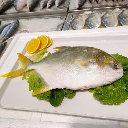 冰鲜金鲳鱼 /条 商品图2