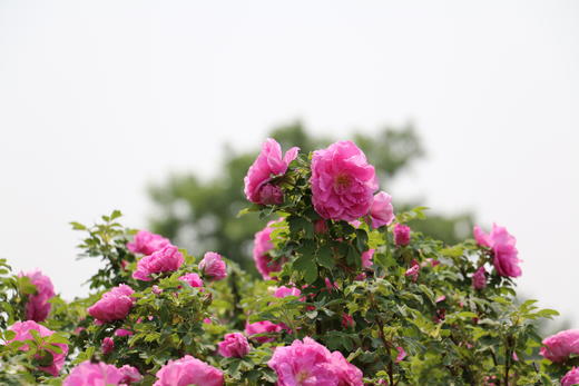 平阴重瓣红玫瑰 玫瑰花冠茶 30克 商品图6