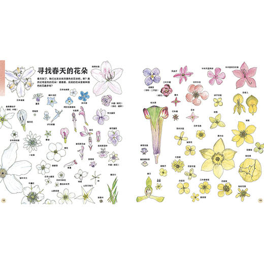 我的收藏：寻找大自然的宝藏  浪花朵朵 后浪出版 商品图3