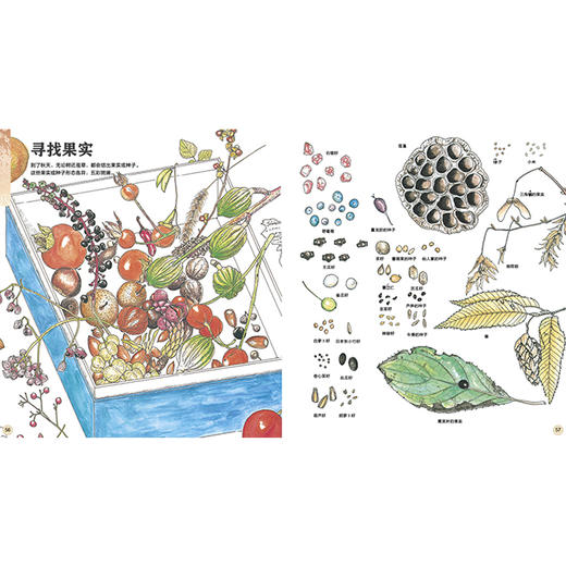 我的收藏：寻找大自然的宝藏  浪花朵朵 后浪出版 商品图2