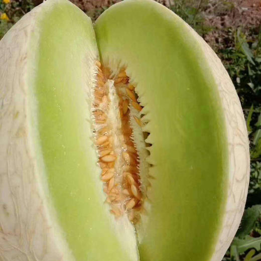 甘肃民勤银帝蜜瓜