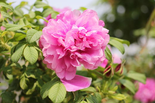 平阴重瓣红玫瑰 玫瑰花冠茶 30克 商品图5