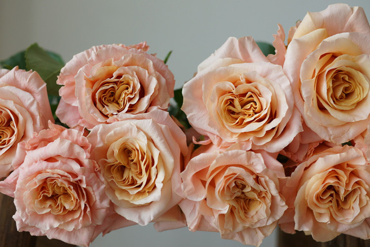 厄瓜多尔玫瑰微光10支