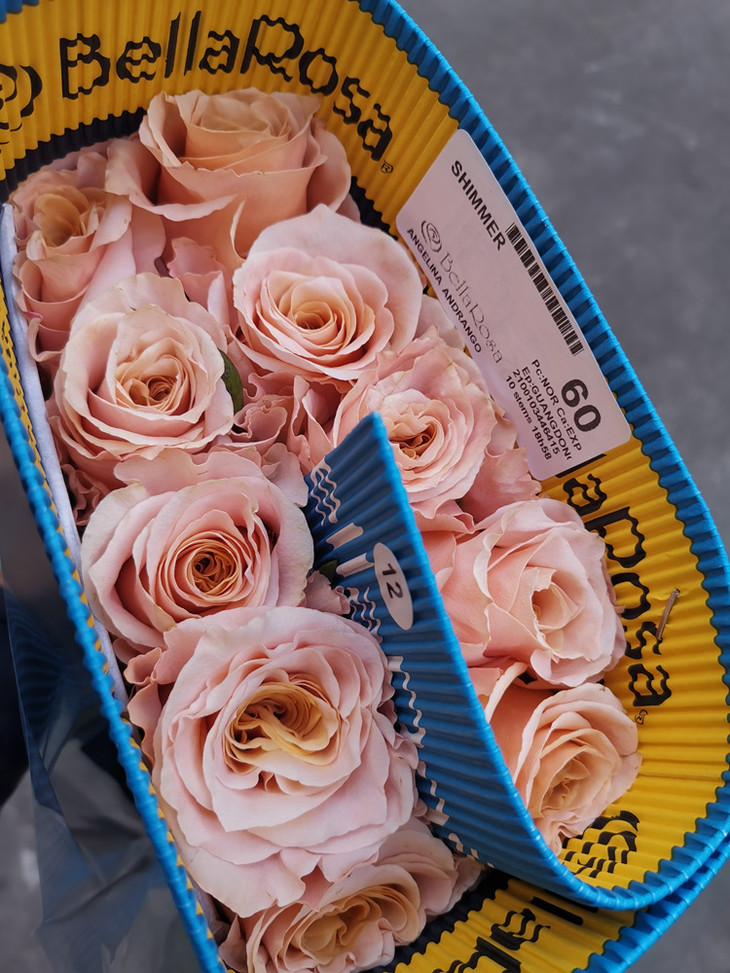 厄瓜多尔玫瑰微光10支