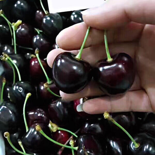 【j  kordia】考迪亚(kordia) 大长腿黑车厘子,车厘子里面的高阶品种