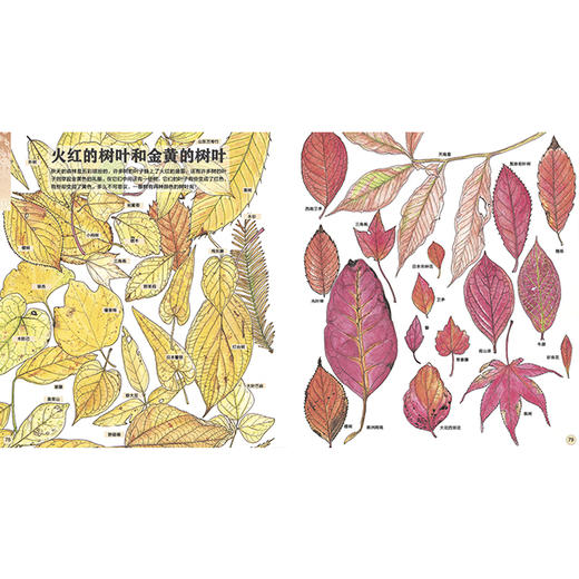 我的收藏：寻找大自然的宝藏  浪花朵朵 后浪出版 商品图1